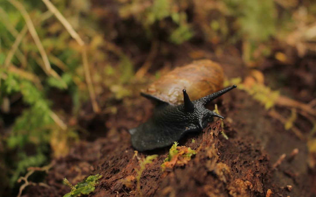 Caracol negro – Macrocyclis peruvianus